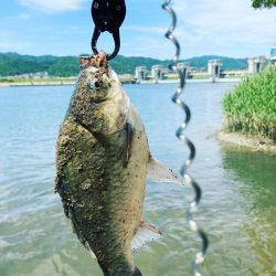 紀の川シーバスづり