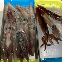 ２２日マイカ半夜便