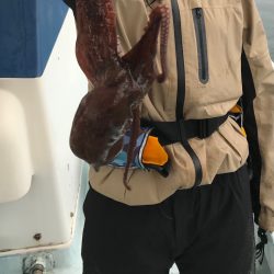 今シーズン初のマダコ釣り！