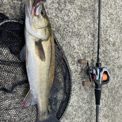 チニング  2日連続