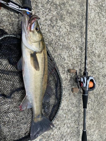 チニング  2日連続