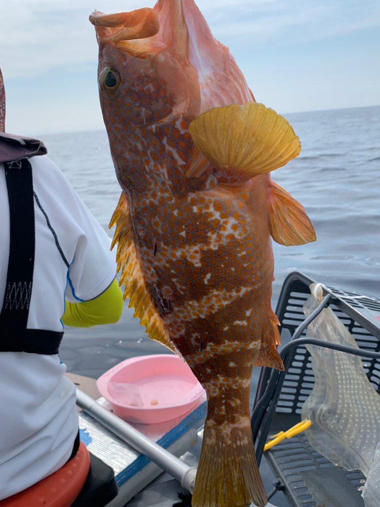 マイボートで真鯛、アコウ狙い