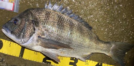 早朝のチニング