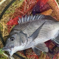 チニング開拓成功!!大満足すぎる49センチ…