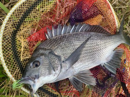 チニング開拓成功！！大満足すぎる49センチ…