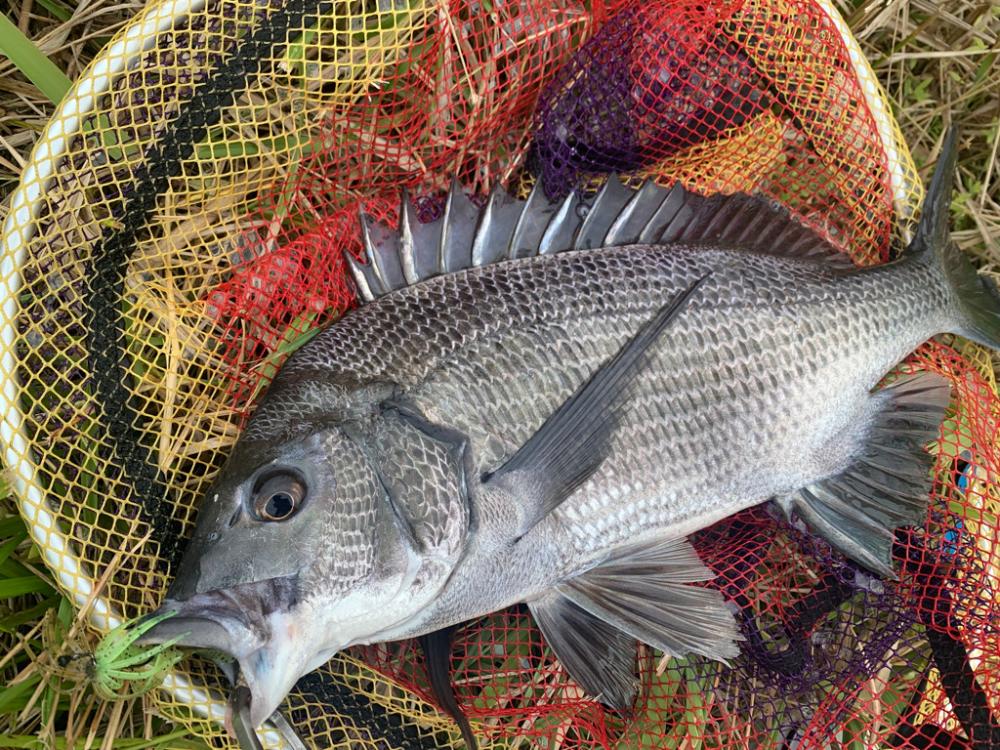 チニング開拓成功！！大満足すぎる49センチ！