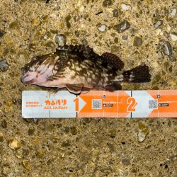 ガシラはライトリグが面白い