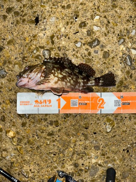 ガシラはライトリグが面白い