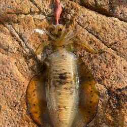 家島エギングPart2