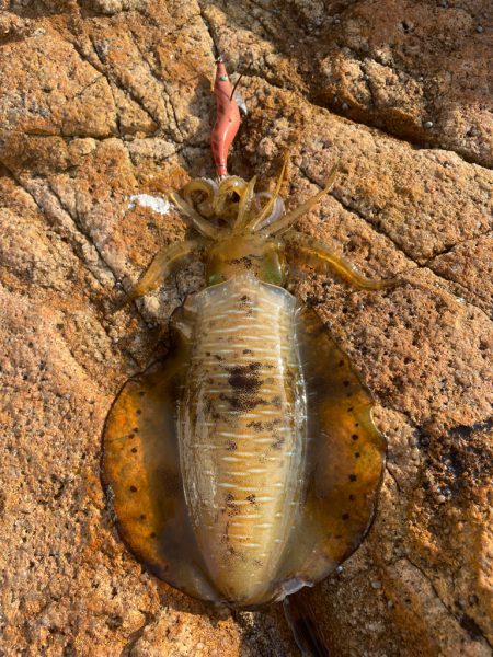 家島エギングPart2