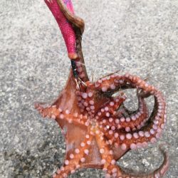 タコシーズン始まり