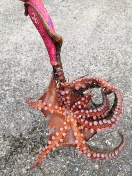 タコシーズン始まり