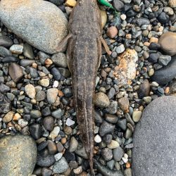 まごちんゆー２