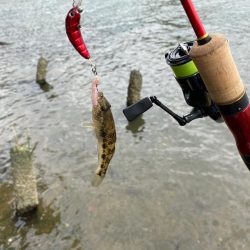ハゼクランク　淀川釣るのは超簡単