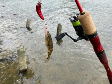 ハゼクランク　淀川釣るのは超簡単