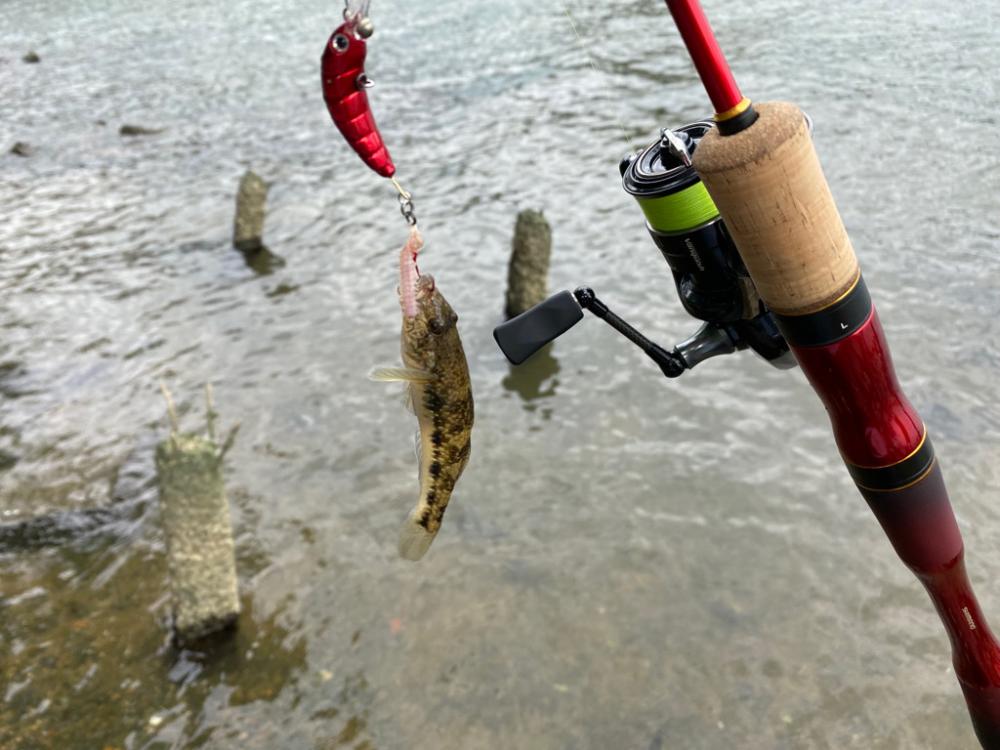 ハゼクランク　淀川釣るのは超簡単