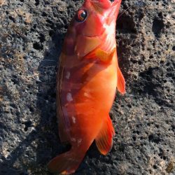 休み消化で磯へ