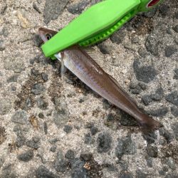 ちょい投げ釣り