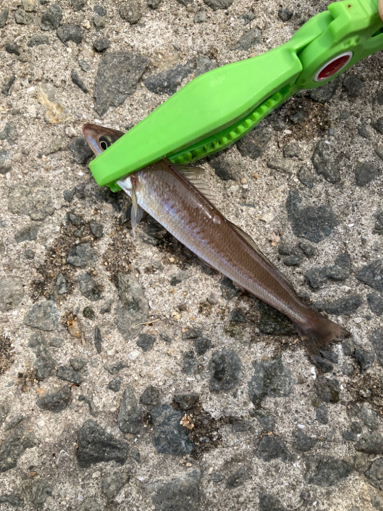 ちょい投げ釣り