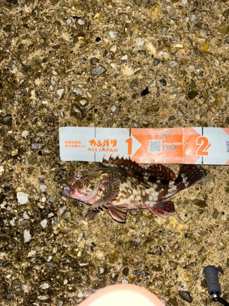 ガシラ活性高し