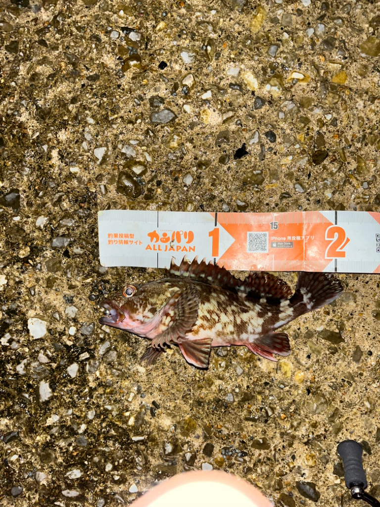 ガシラ活性高し