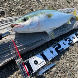 信頼と安心のビッグバッカー!