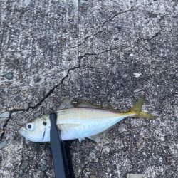 久しぶりのアジ