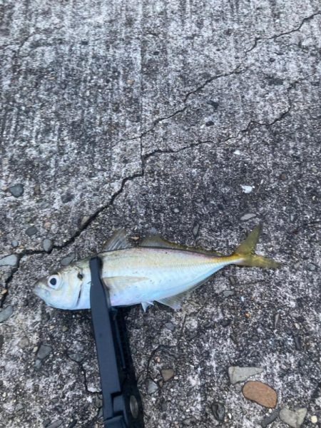 久しぶりのアジ