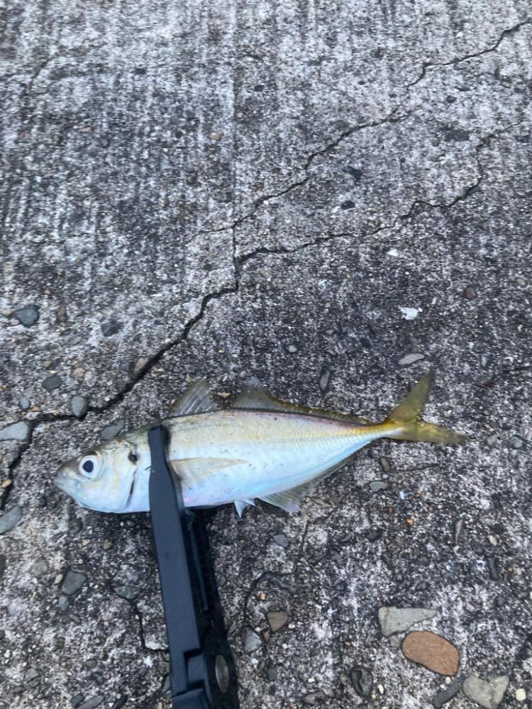 久しぶりのアジ