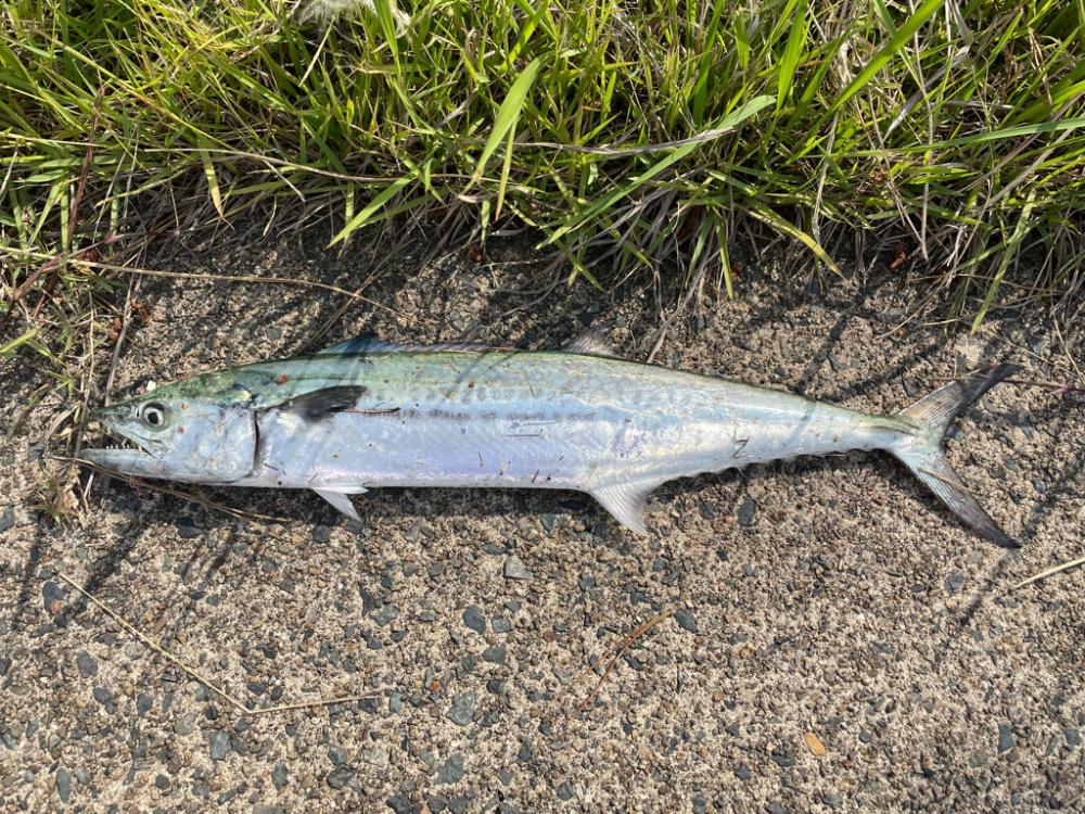 春のサゴシ釣り