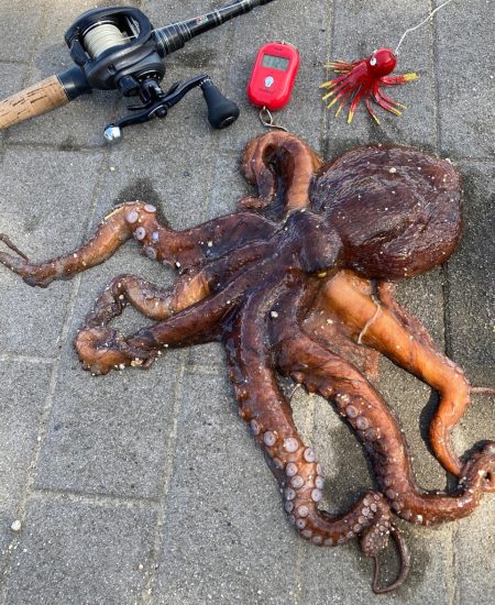 湾奥蛸散歩日記。。良型1120g。。。