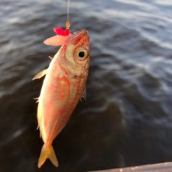 青イソメとサビキ