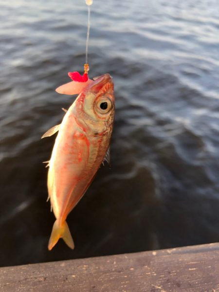 青イソメとサビキ