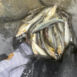 鮎シーズン本格始動‼︎