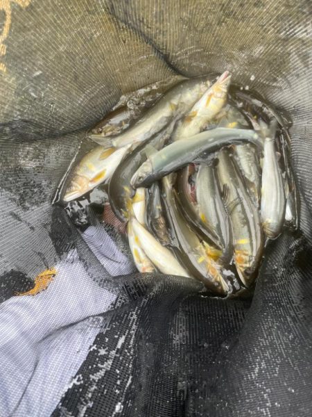 鮎シーズン本格始動‼︎