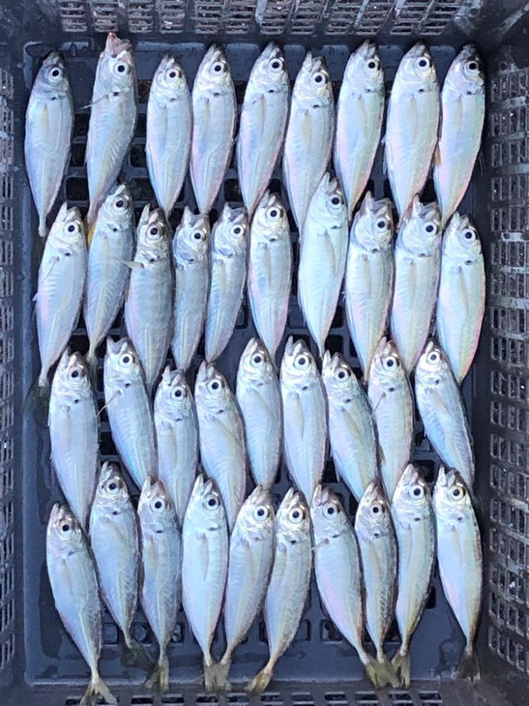 最近渋めの豆アジ…