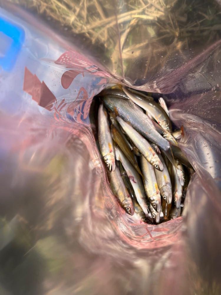 コアユ、ニゴイ、ハス