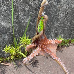 いつものパターン⁇