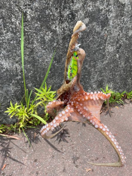 いつものパターン⁇