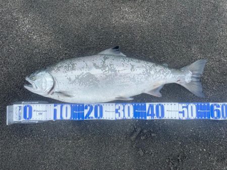 噴火湾！海サクラマス遠征！！