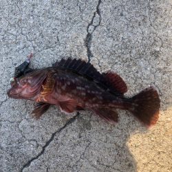 SASAMEブラクリセット