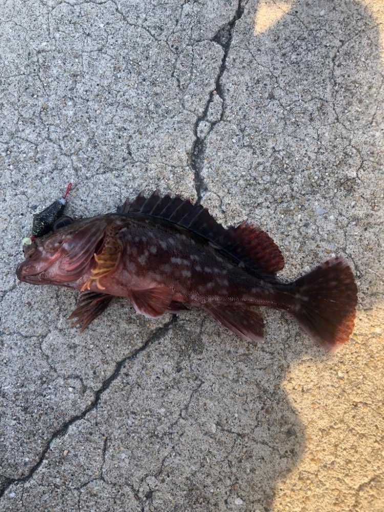 SASAMEブラクリセット