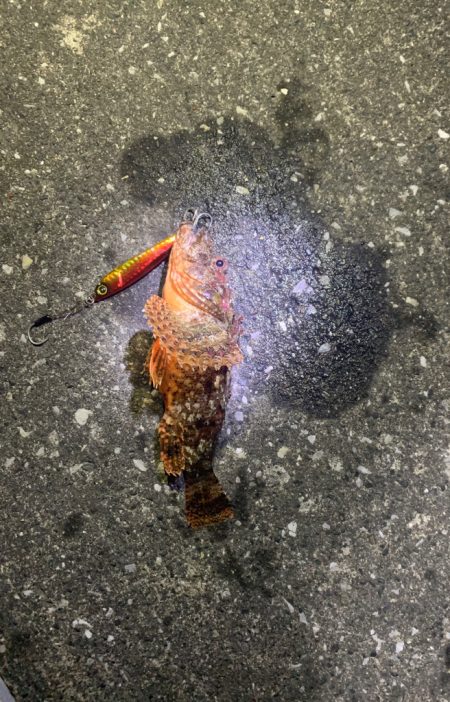 浜名湖でカサゴ