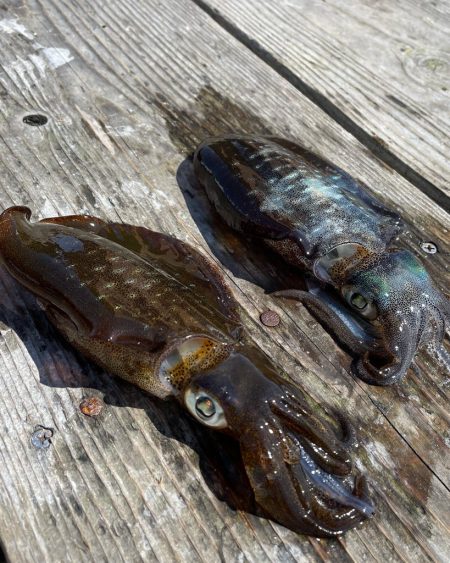 春イカ狙いで秋イカサイズ