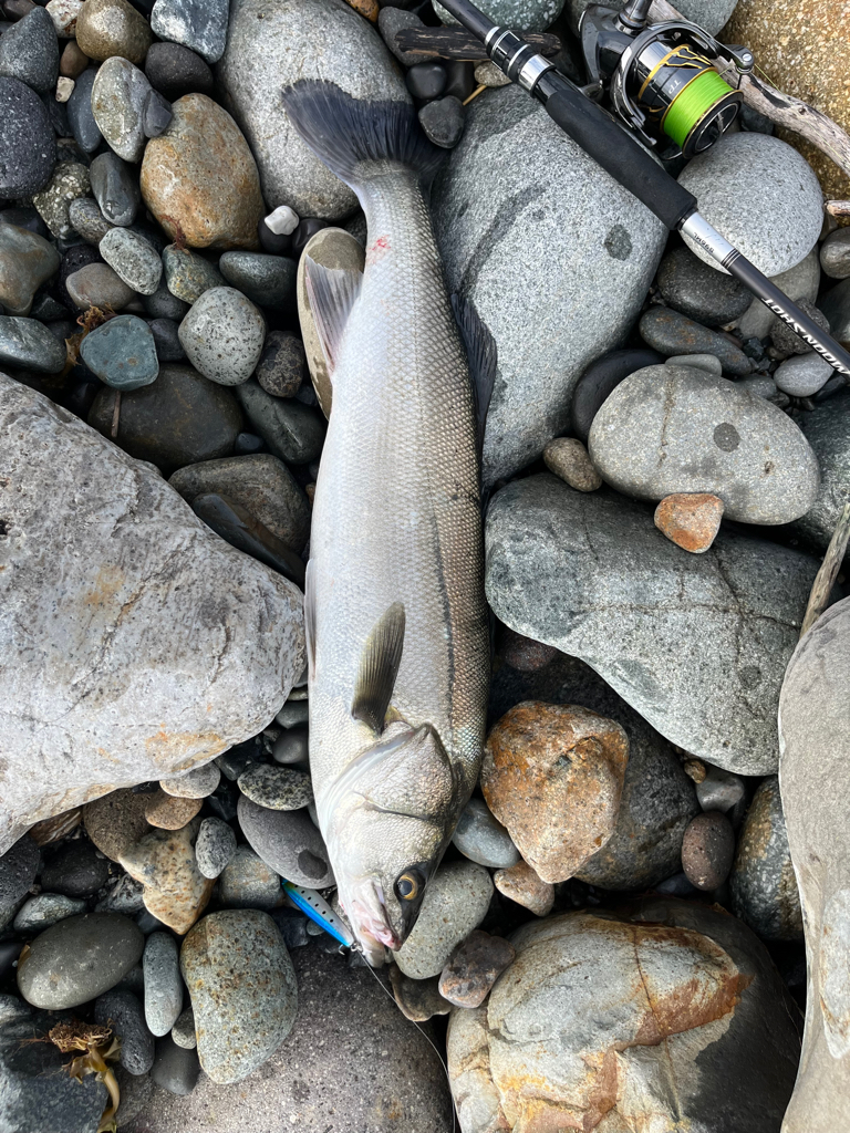 とうとうシーバスご在宅