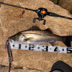 チニング でシーバス