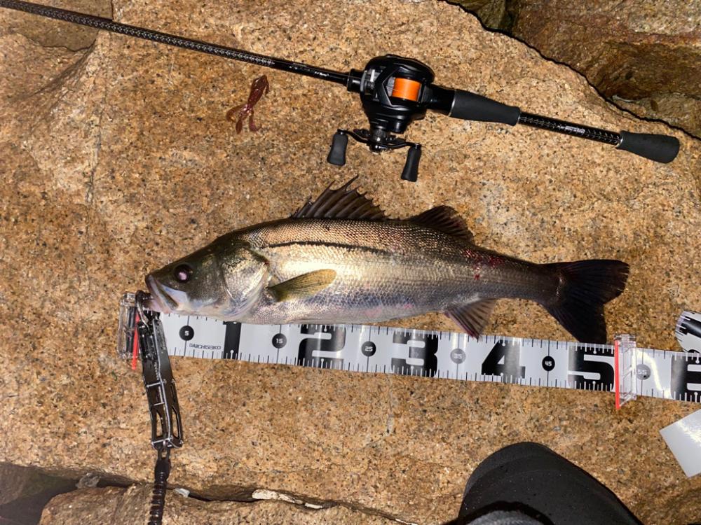 チニング でシーバス