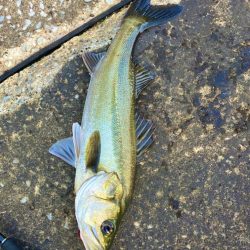 東京湾奥　シーバス