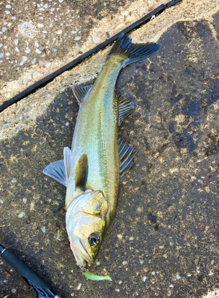 東京湾奥　シーバス