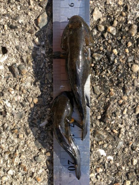 ハゼ釣り三昧(^ ^)